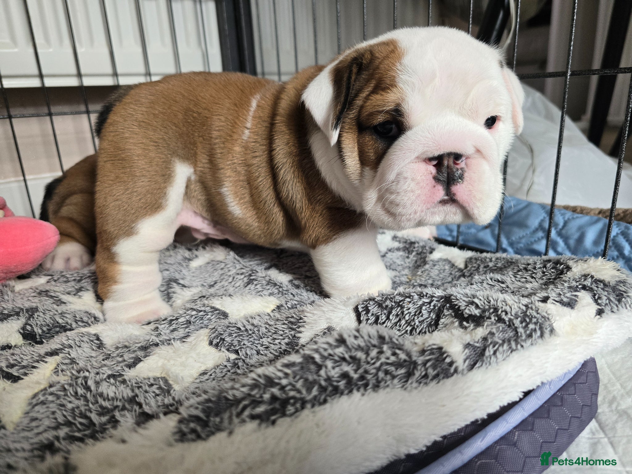 English Bulldog dogs 🐶 🔥KC registered English bulldog puppies✨️🔥 - Advert 11