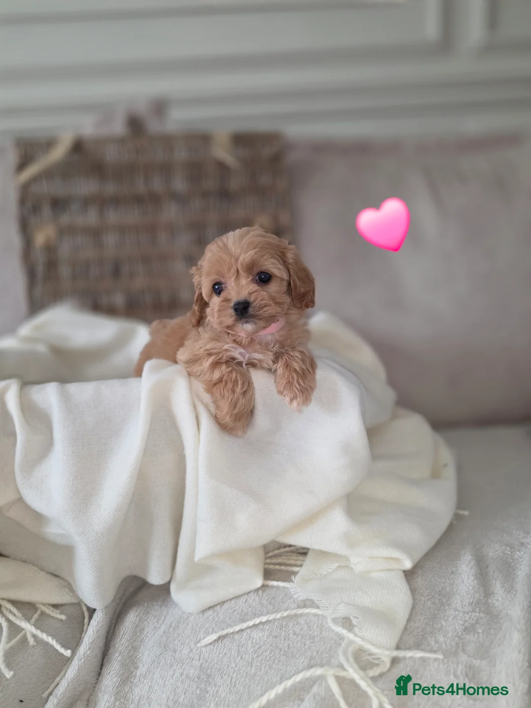 Maltipoo dogs for sale: Five gorgeous multi-poo puppies 3boys 2 girls - Advert 25