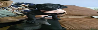 Mixed Breed 6