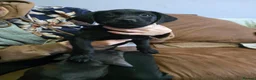 Mixed Breed dogs for sale: Labrastaff/Staffador - Advert 15