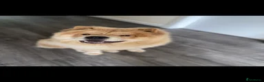 Chow Chow 1