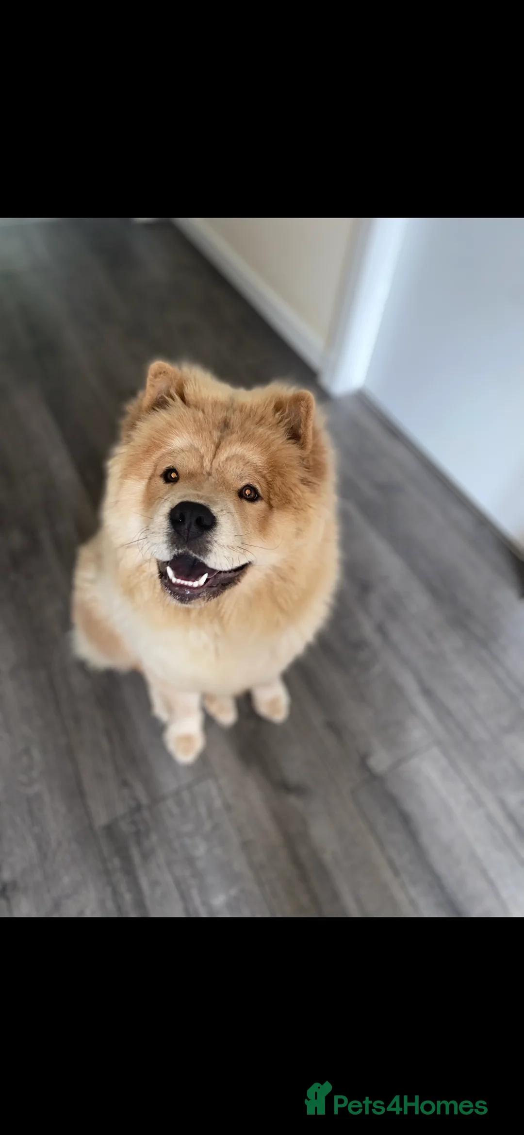 Chow Chow dogs for sale: Beautiful Chow Chow Loving Experienced Home Wanted - Advert 2