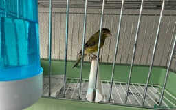 Canaries birds for sale: Canaries available  - Image 7