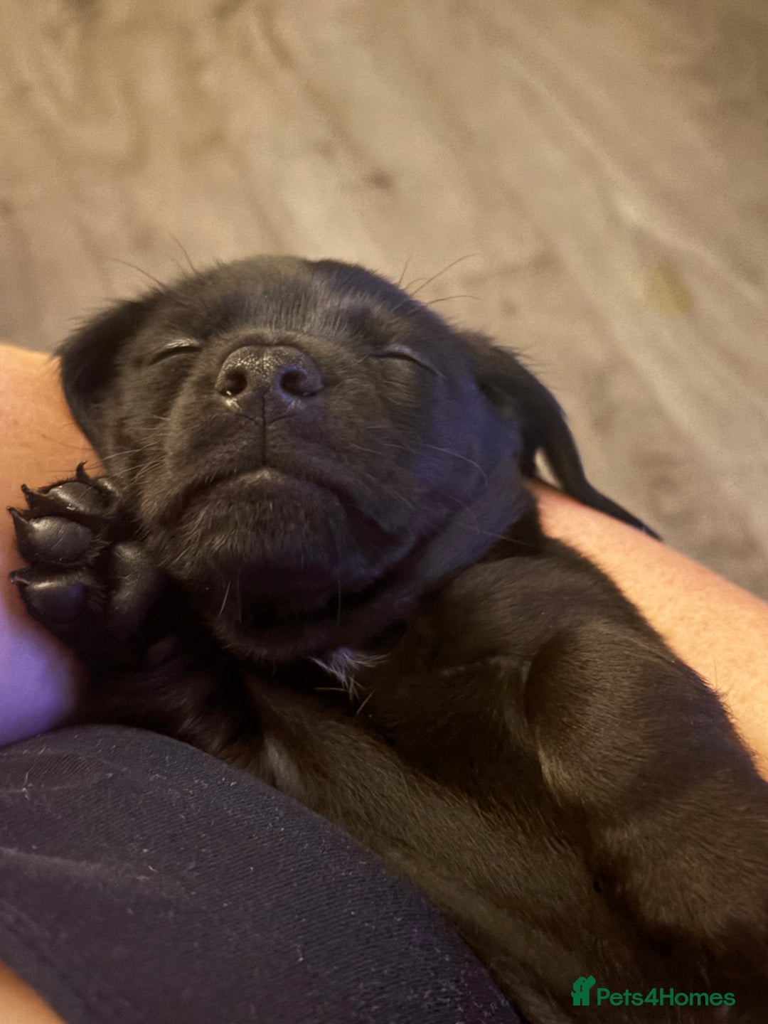 Miniature Dachshund dogs for sale: Beautiful boys 🩵 - Image 8