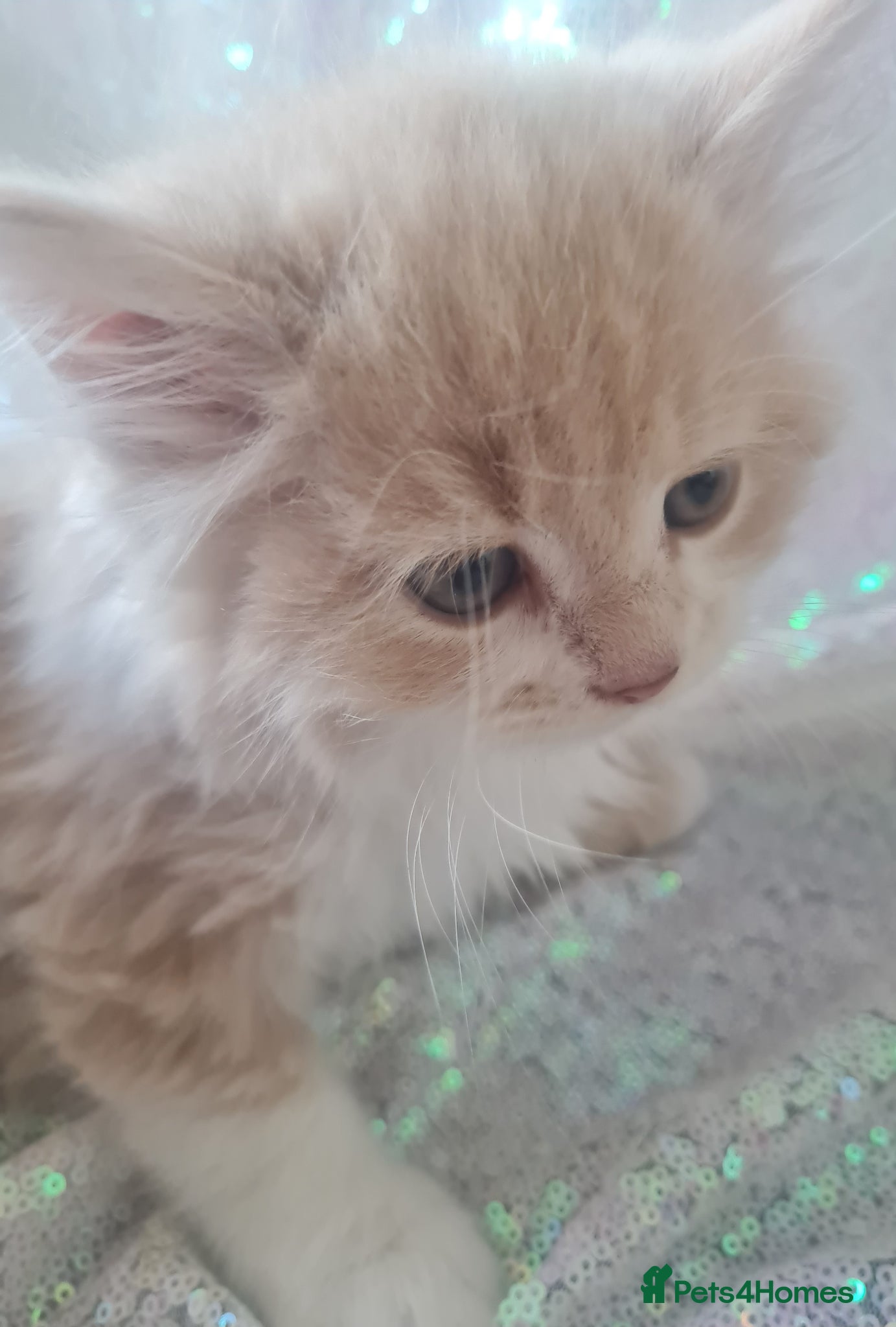 Ragdoll cats Ragdoll persian kittens  - Advert 1