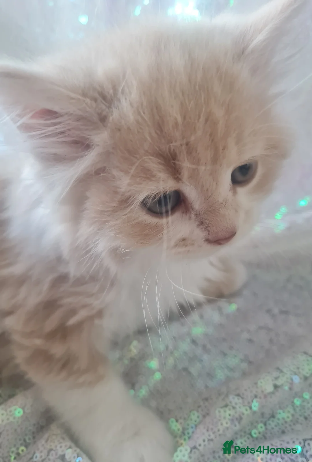 Ragdoll cats for sale: Ragdoll persian kittens  - Advert 1