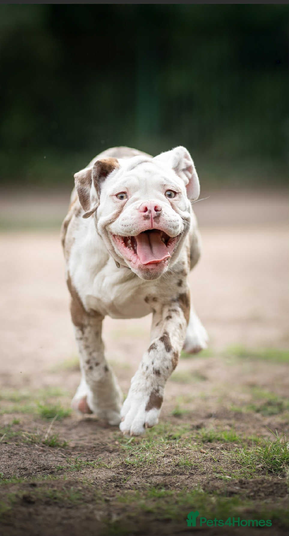 Dorset Olde Tyme Bulldogge dogs Daisy and panda  - Advert 1