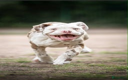 Dorset Olde Tyme Bulldogge dogs for sale: Daisy and panda  - Image 1