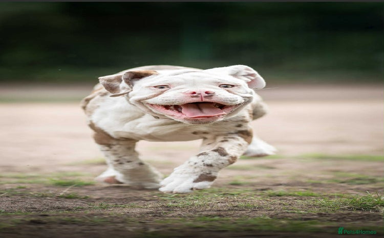 Dorset Olde Tyme Bulldogge dogs - Advert 1