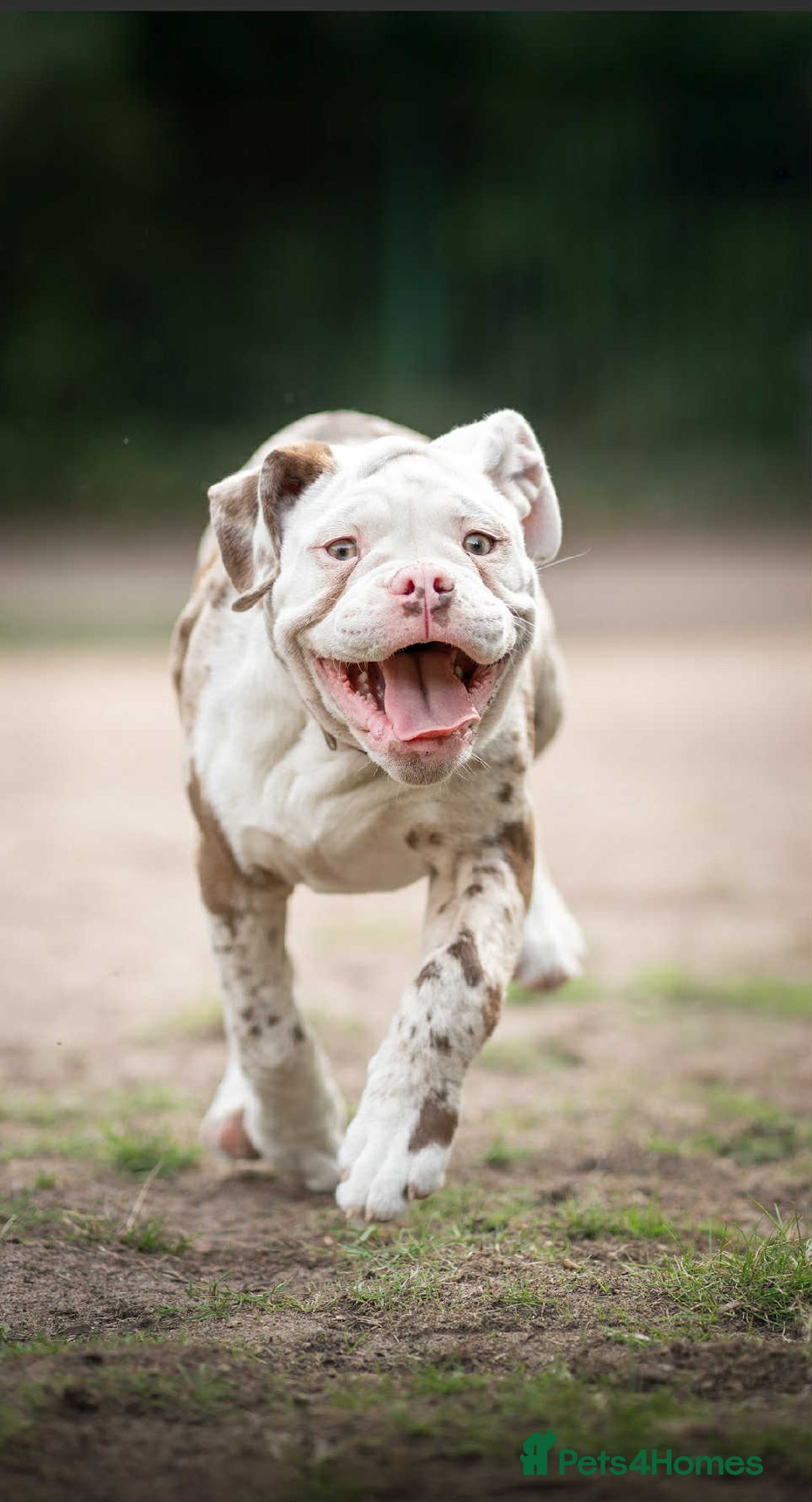 Dorset Olde Tyme Bulldogge dogs for sale: Daisy and panda  - Image 1