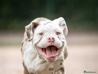 Dorset Olde Tyme Bulldogge dogs - Advert 1