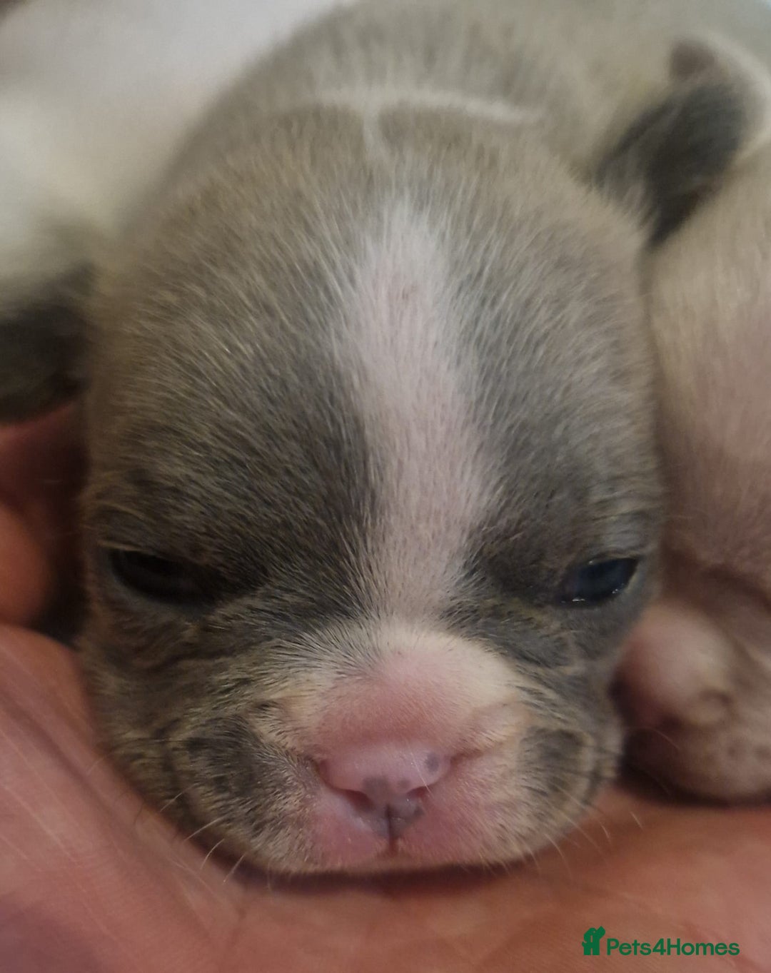 French Bulldog dogs for sale: Kc registered french bulldog puppies - Image 23