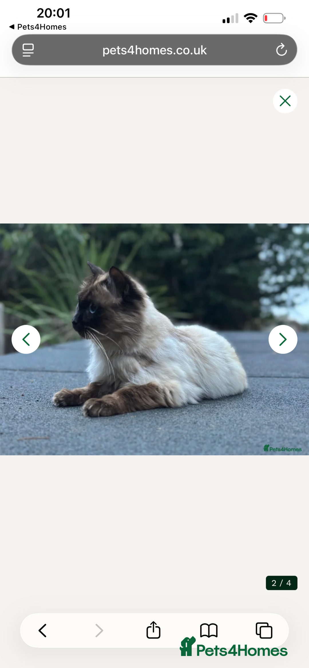 Ragdoll cats for sale: Gccf Active ragdoll boy  - Advert 4
