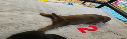 Mixed Breed dogs for sale: F1 BULLADOR PUPPIES - Advert 10