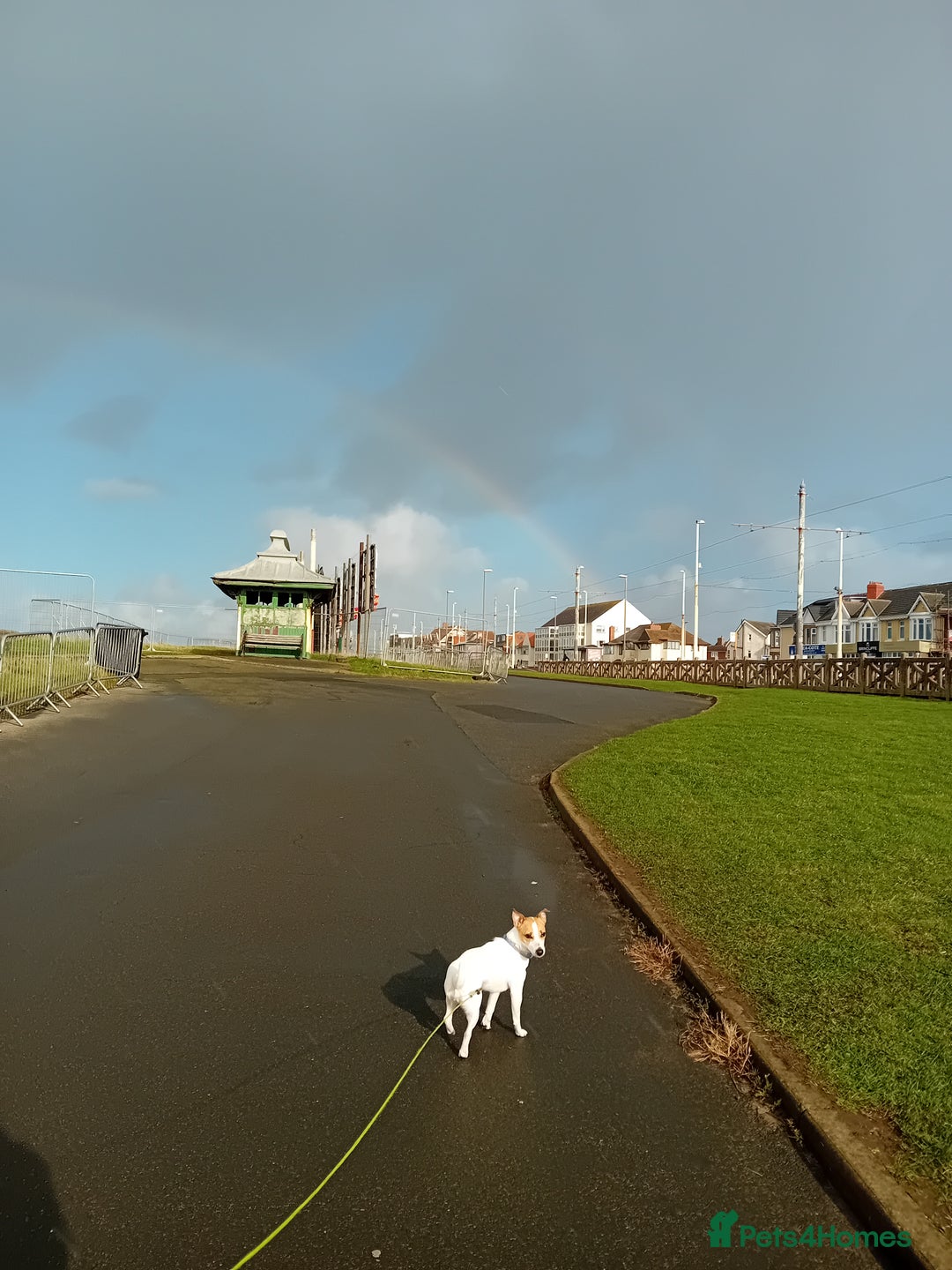 Jack Russell dogs for sale: Daisy 5 year old jack russell - Advert 4