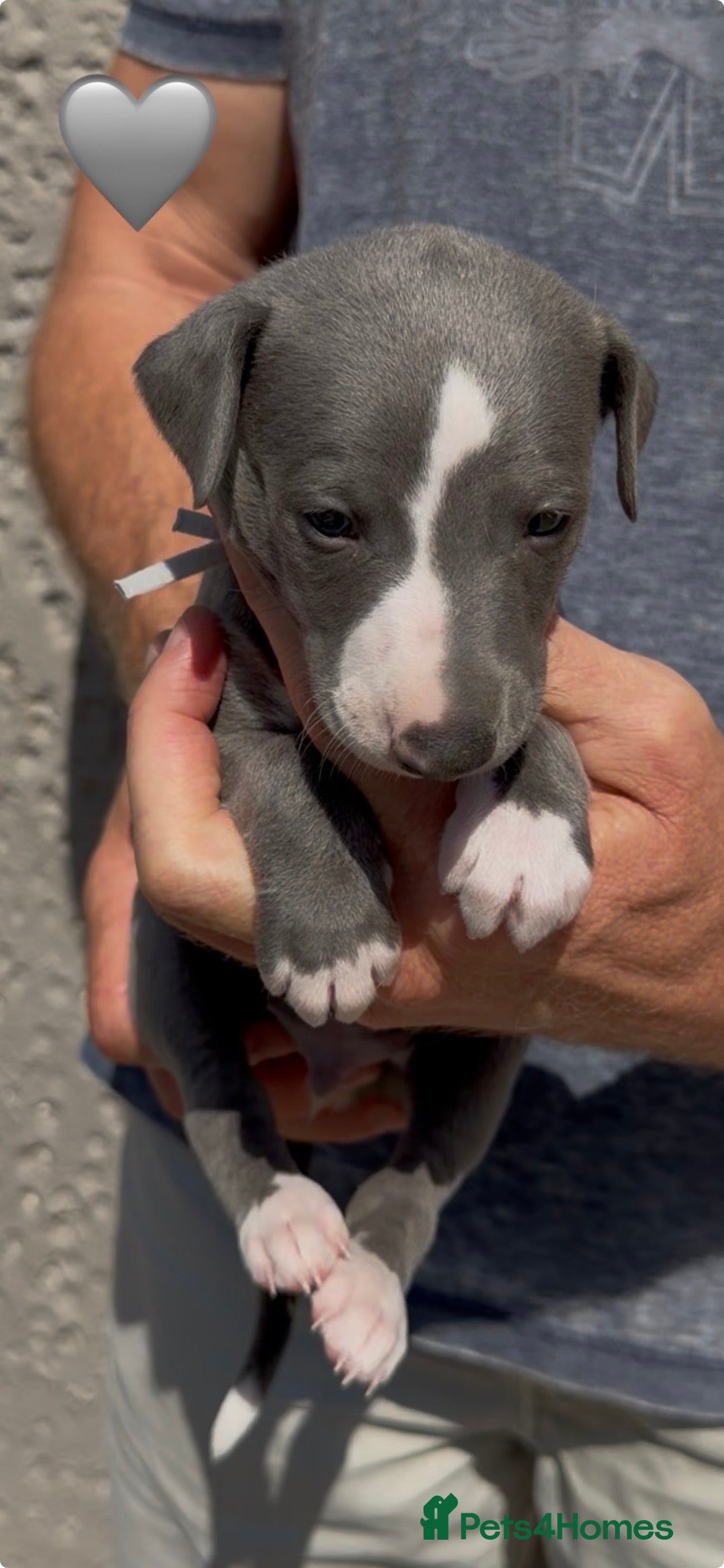 Whippet dogs KC reg healthy, sweet, gentle whippet pups - Advert 5