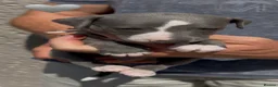 Whippet dogs for sale: READY TO GO - Healthy, well-bred, KC Whippet pups - Advert 25