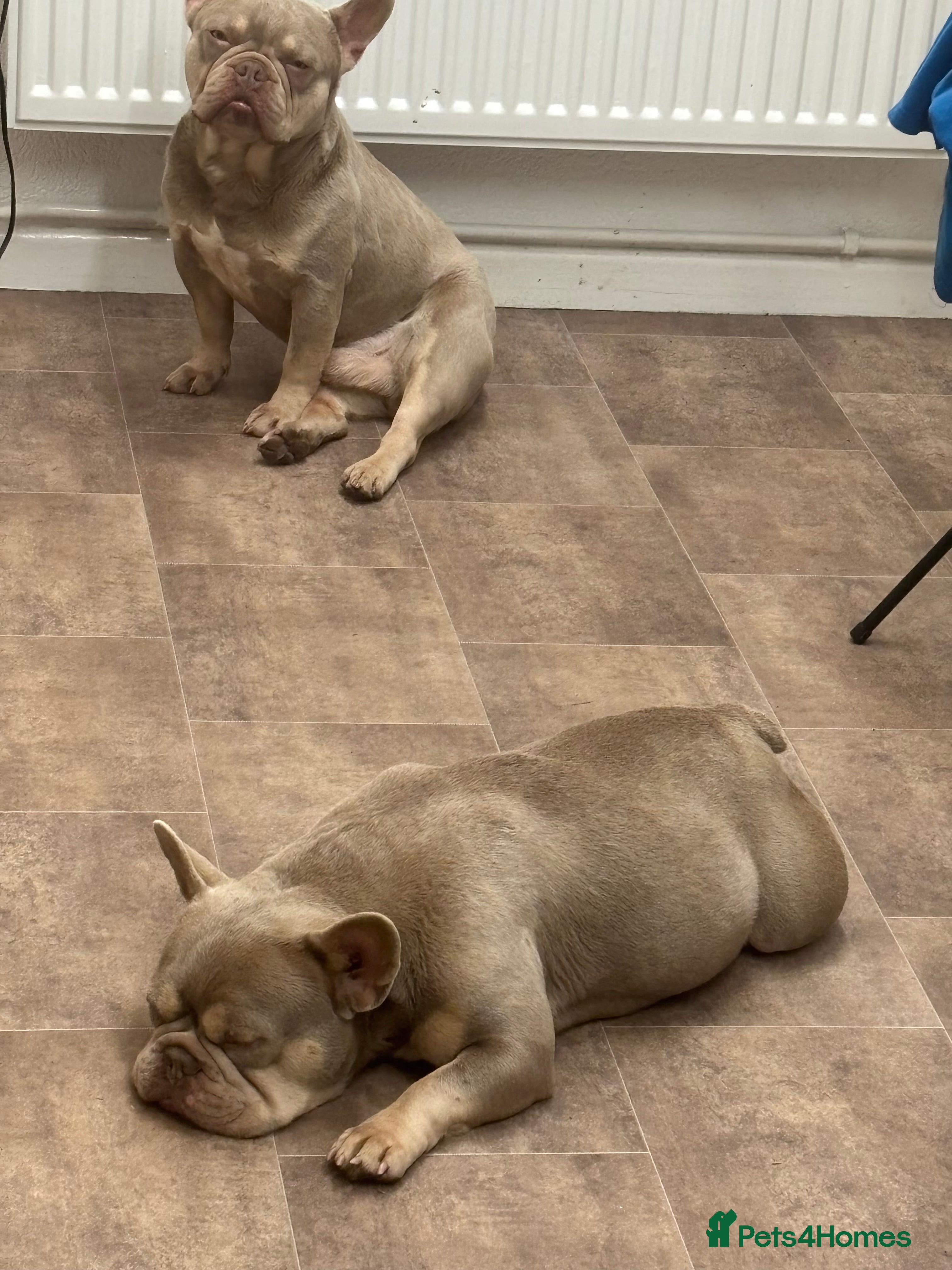 French Bulldog dogs French bull dog puppies due any day  - Advert 2