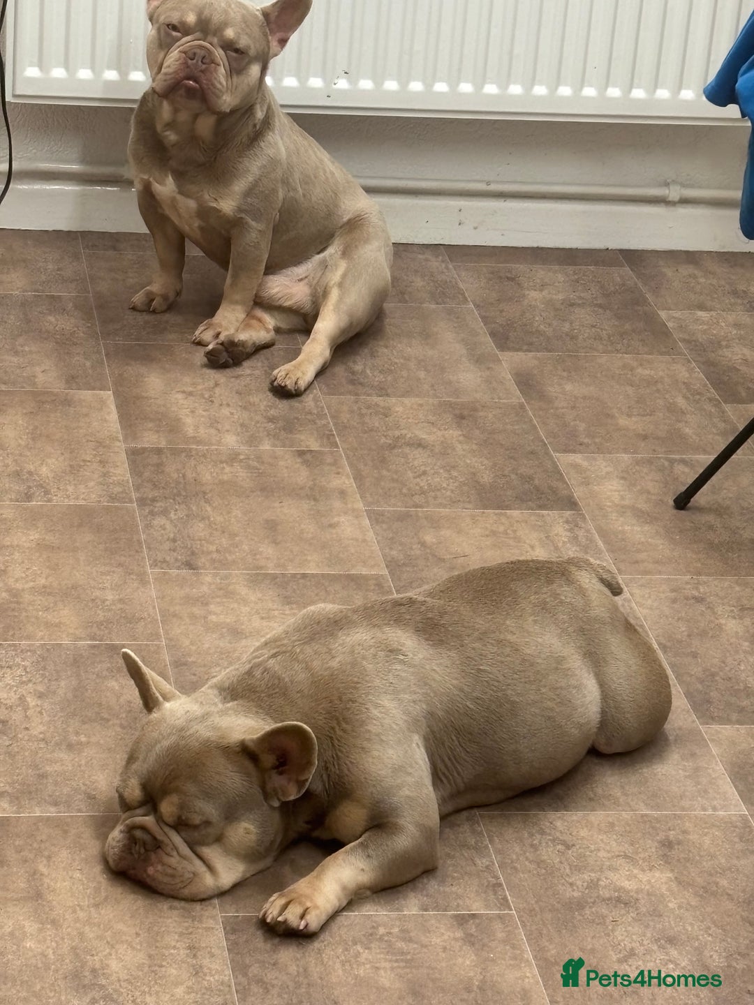French Bulldog dogs for sale: French bull dog puppies due any day  - Advert 1