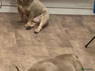 French Bulldog dogs French bull dog puppies due any day - Advert 1