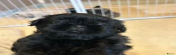 Shih Tzu dogs for sale: Black girls - Advert 5