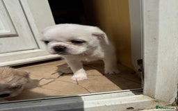 Mixed Breed dogs for sale: Pug mix - Image 4