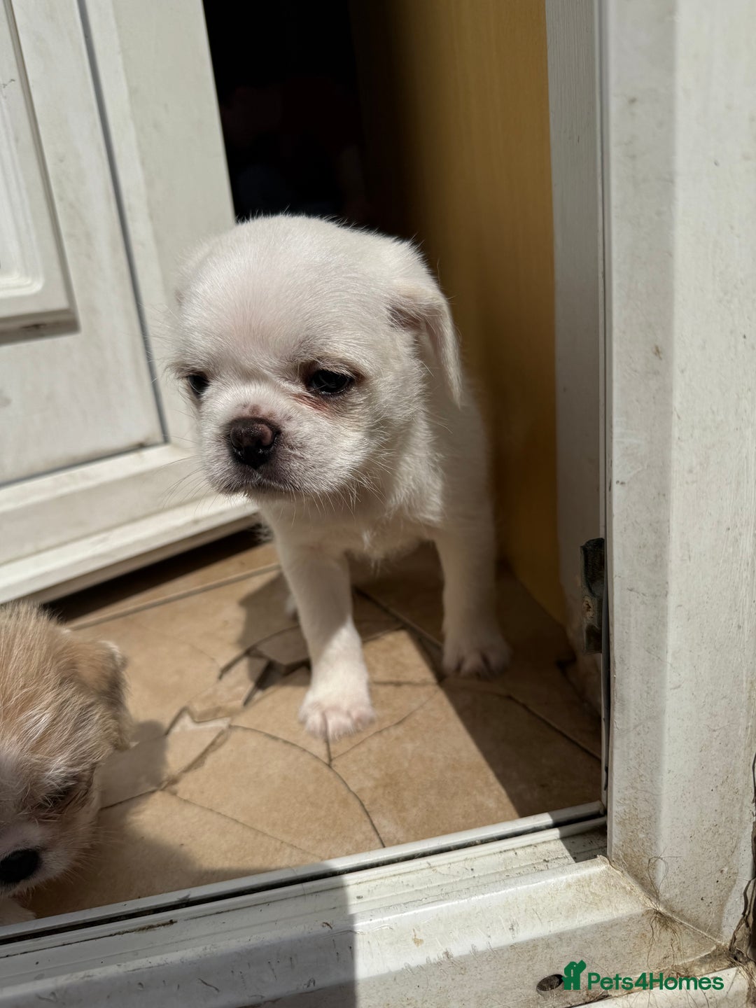 Mixed Breed dogs for sale: Pug mix - Image 4