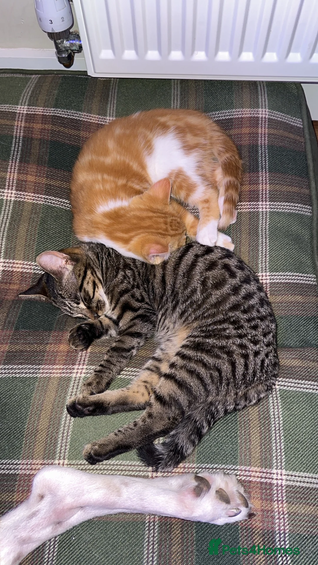 Mixed Breed cats for sale: Kitten’s for sale  - Advert 6