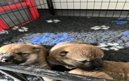 Japanese Shiba Inu dogs for sale: Last Boy - 15 yrs exp Health Checked - Image 13