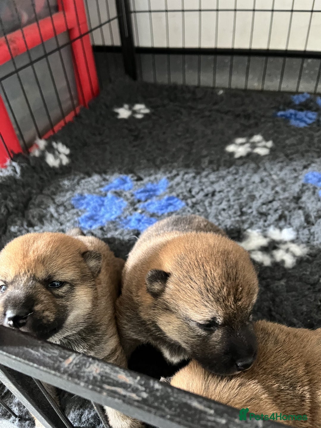 Japanese Shiba Inu dogs for sale: Last Boy - 15 yrs exp Health Checked - Image 13