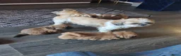 Shih Tzu dogs for sale: Beautiful shihtzu puppies 4 boys. - Advert 11