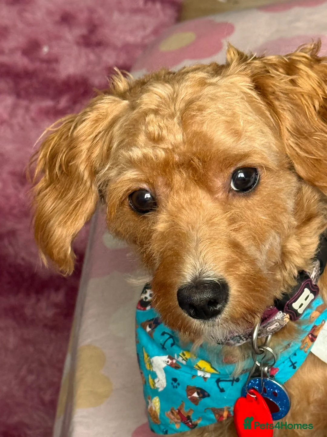 Chipoo dogs for sale: Beautiful young pup needs a home - Advert 3