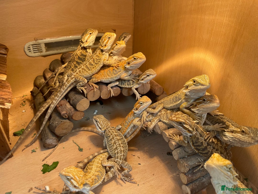 Bearded Dragon reptiles for sale: Hypo Baby Bearded Dragons - Image 5