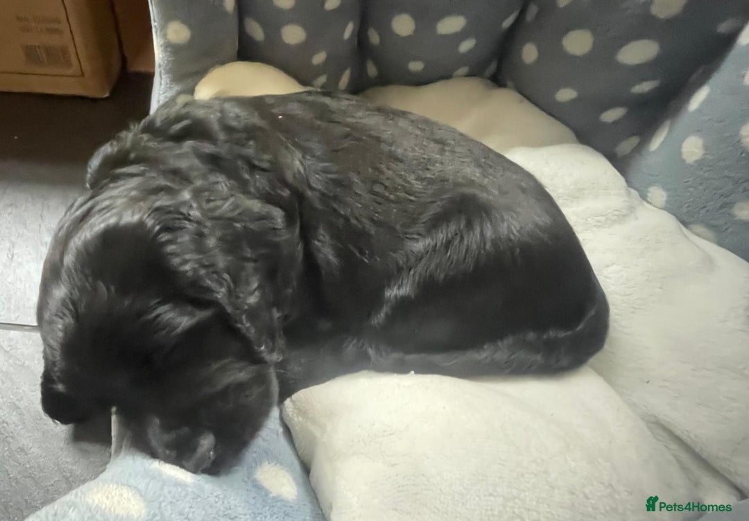 Cocker Spaniel dogs for sale: Working Cocker Spaniels - Image 17