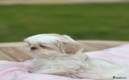 Shih Tzu dogs for sale: Stunning tiny imperial karashishi puppies - Image 13