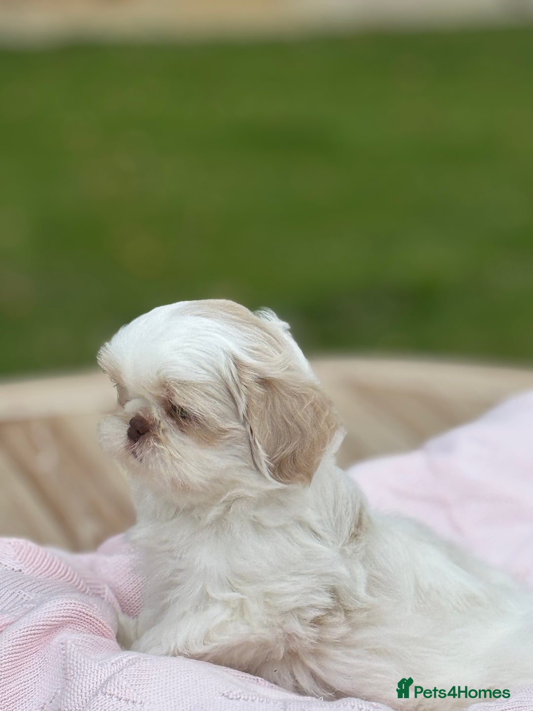 Shih Tzu dogs for sale: Stunning tiny imperial karashishi puppies - Image 13