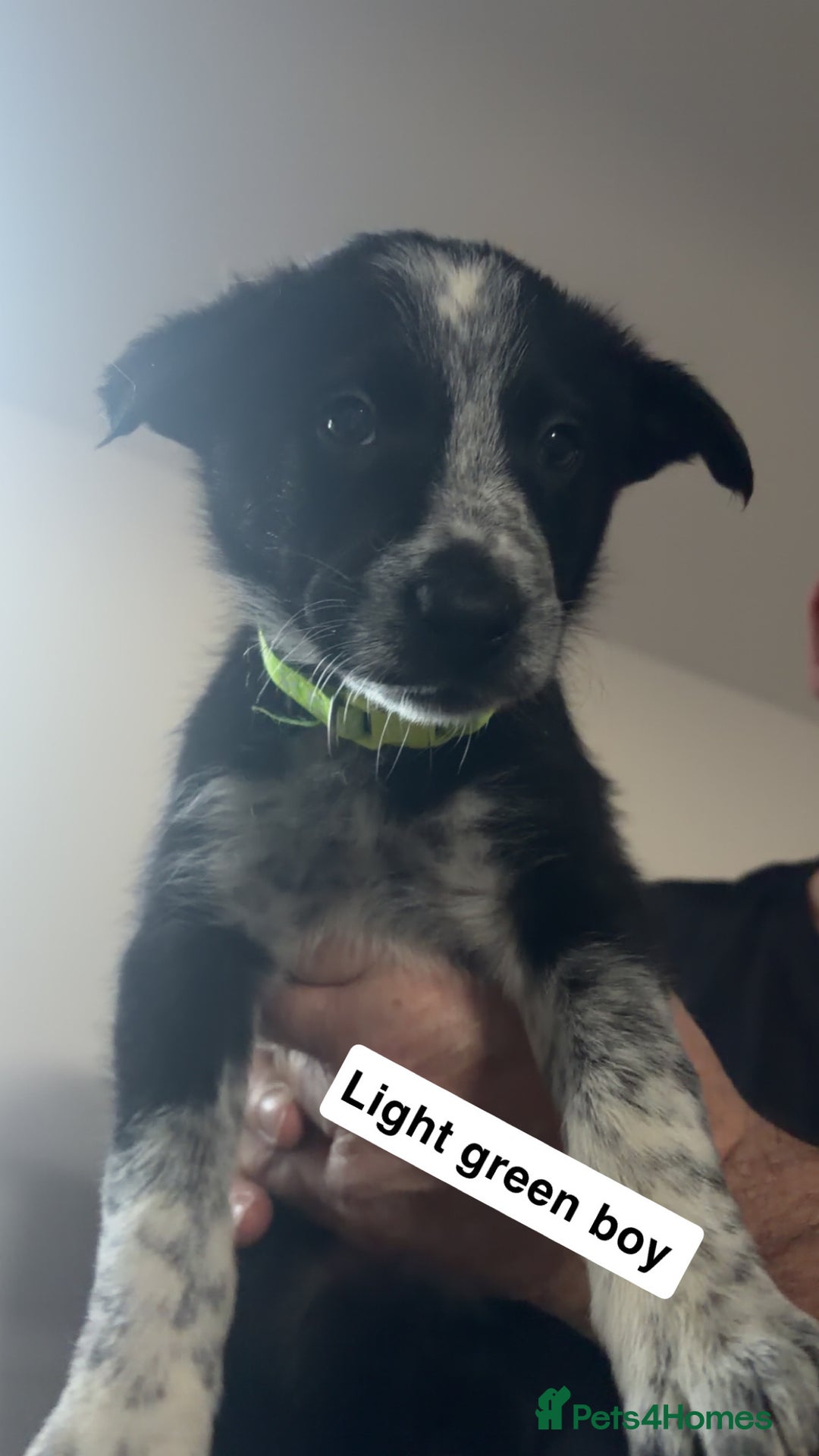 Mixed Breed dogs for sale: Border collie pups - Advert 2
