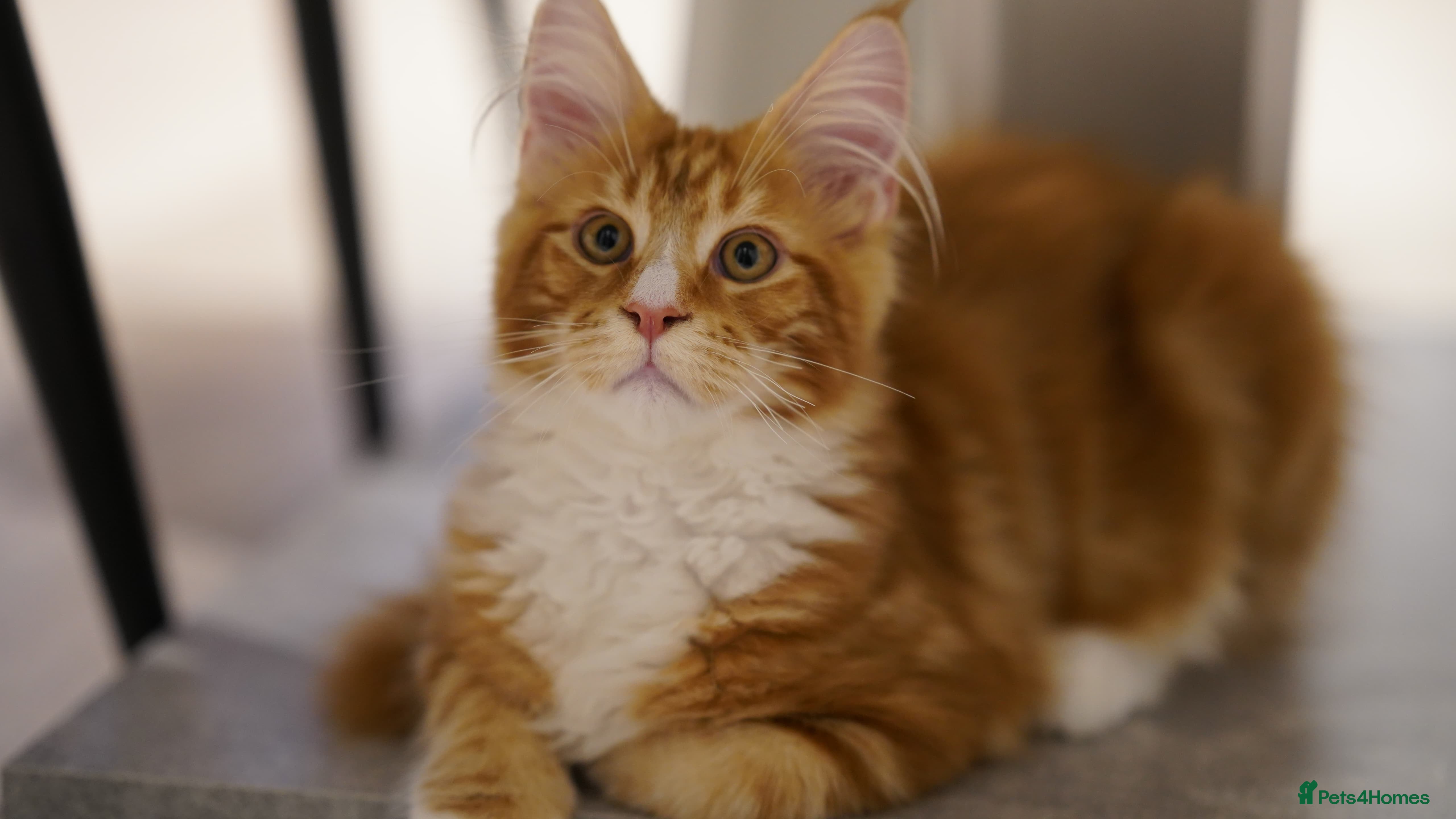 Maine Coon cats Maine coon ginger boy - Advert 4