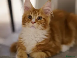 Maine Coon cats Maine coon ginger boy - Advert 4