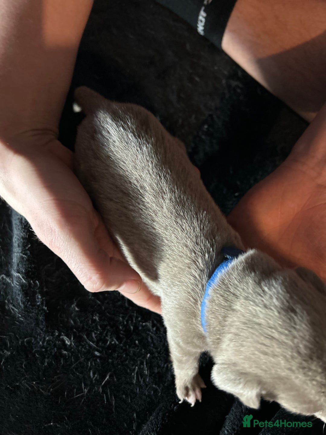 Mixed Breed dogs for sale: Staffadors staffy x labs  - Advert 15