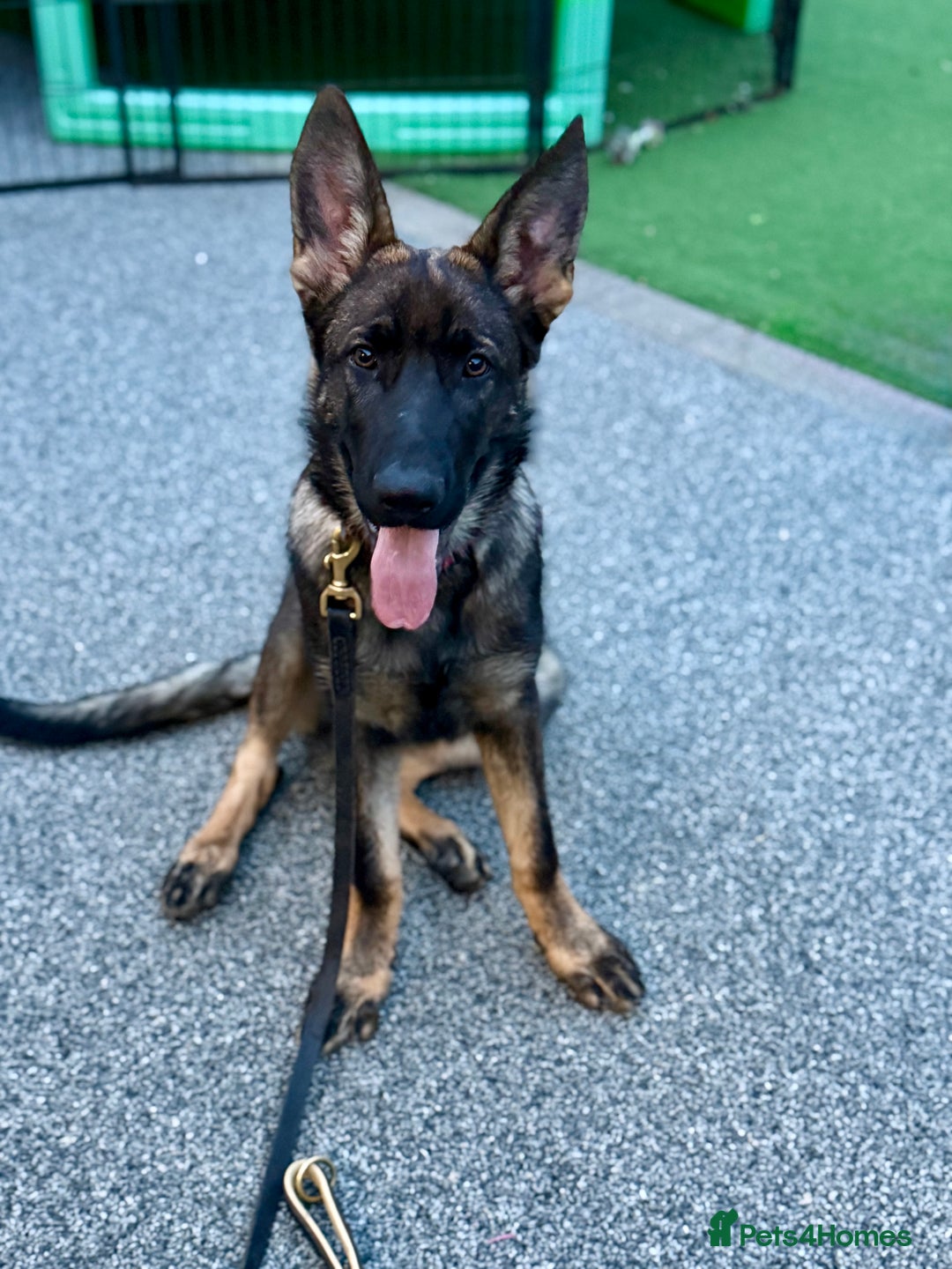 German Shepherd dogs for sale: ❤️ CAN YOU IMAGINE LIFE WITHOUT HER 🐾 😊❓  - Image 4