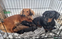 Dachshund dogs for sale: Red, Black and Tan puppies - Image 1
