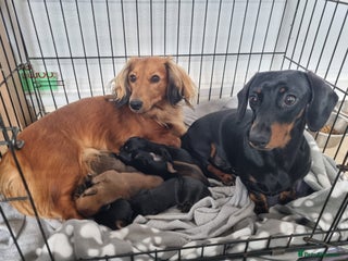 Dachshund dogs for sale - Advert 1