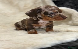 Miniature Dachshund dogs for sale: Stunning mini smooth dachshund pups  - Image 17
