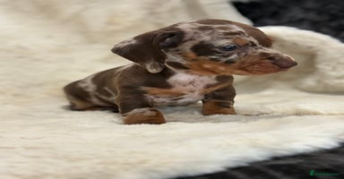 Miniature Dachshund dogs - Advert 6