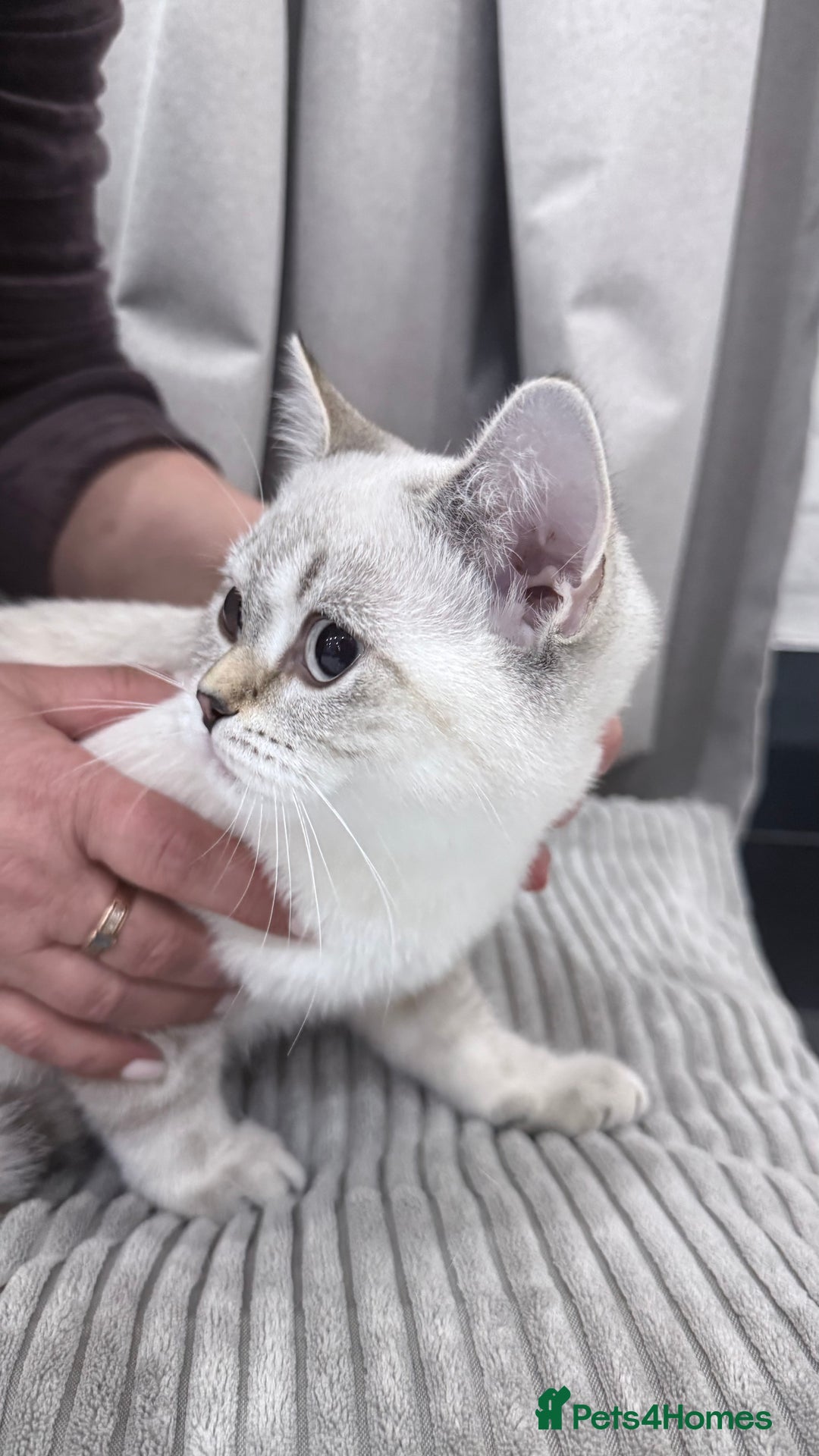 British Shorthair cats for sale: British Shorthair & Scottish Fold - Image 24