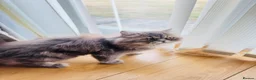 Mixed Breed cats for sale: Beautiful Fluffy Grey Long Haired Cat  in Salford - Advert 3
