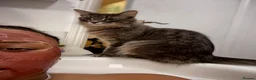 Turkish Angora cats for sale: Sarabi🥹 - Advert 3