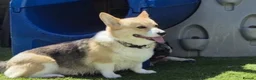 Welsh Corgi Pembroke dogs for sale: Beautiful corgi female adult  - Advert 3