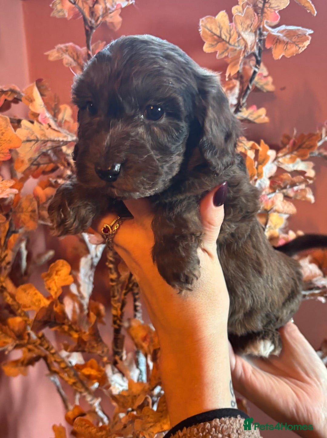 Cockapoo dogs for sale: Cockerpoo beauties - Advert 2